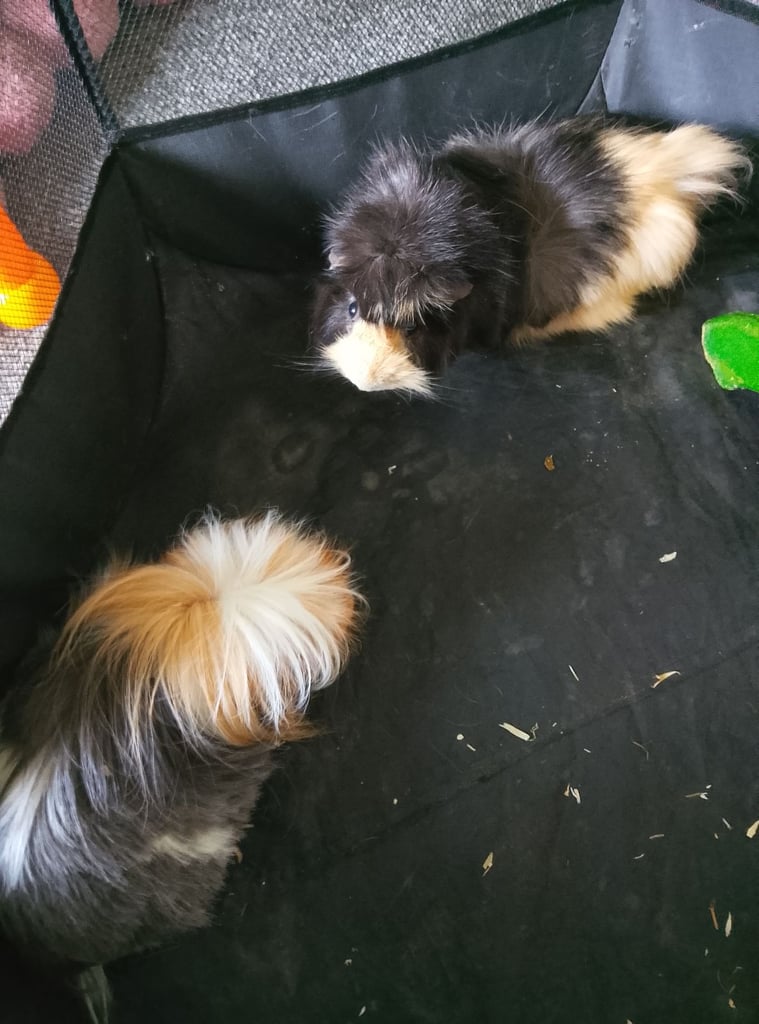 image for Two pairs of guinea pigs 
