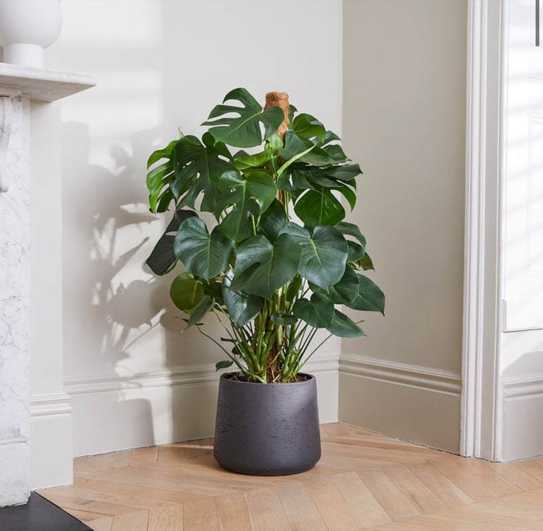 Patch Plants Clay Pot