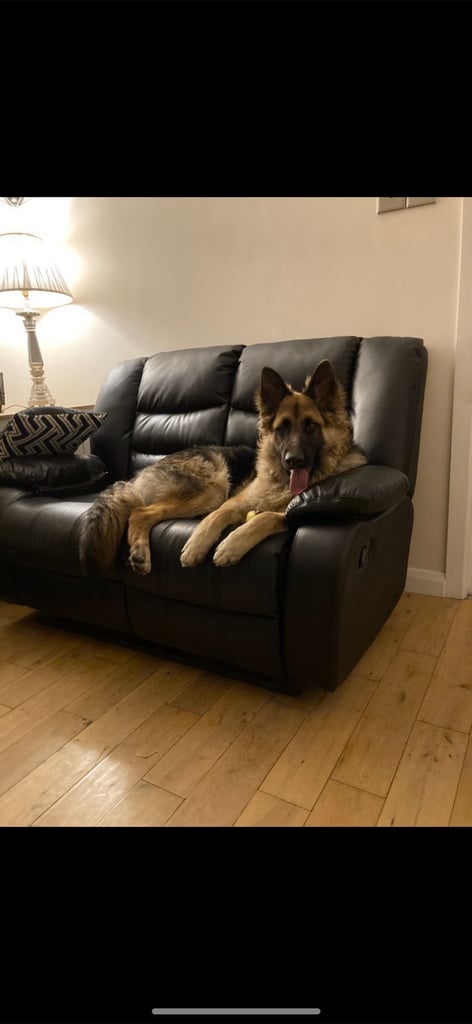 German shepherd 