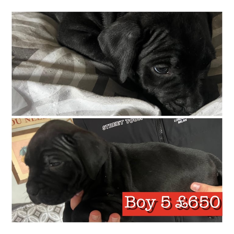 Staffy X cane corso puppies 