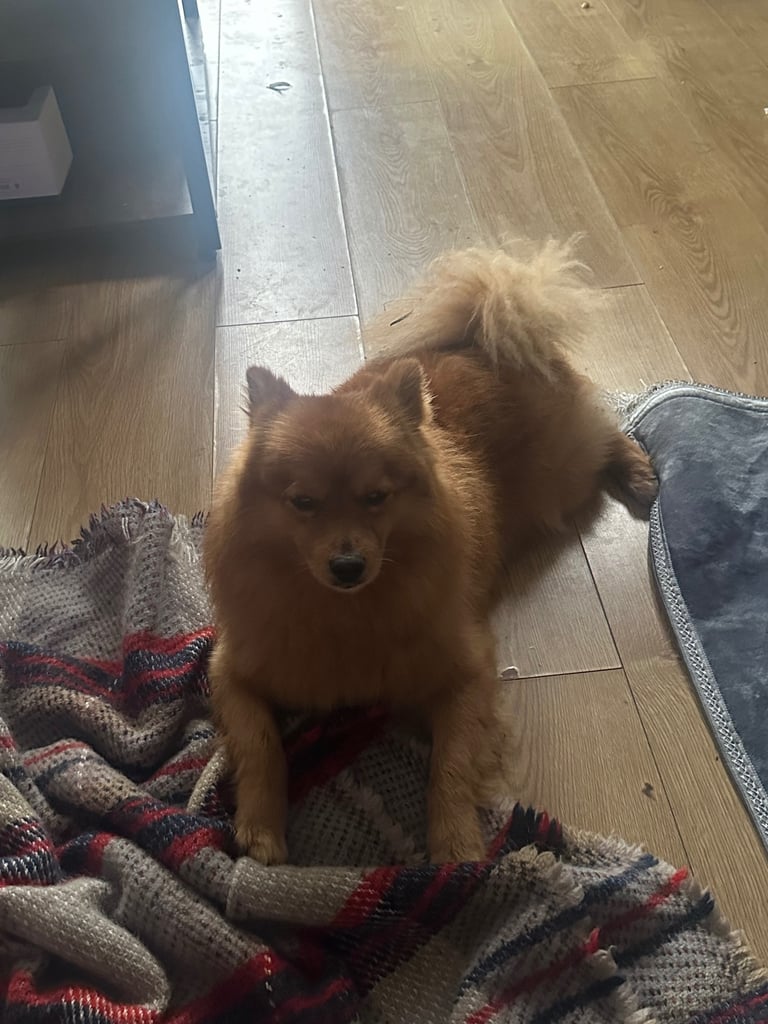 Pomeranian dog almost 3 years