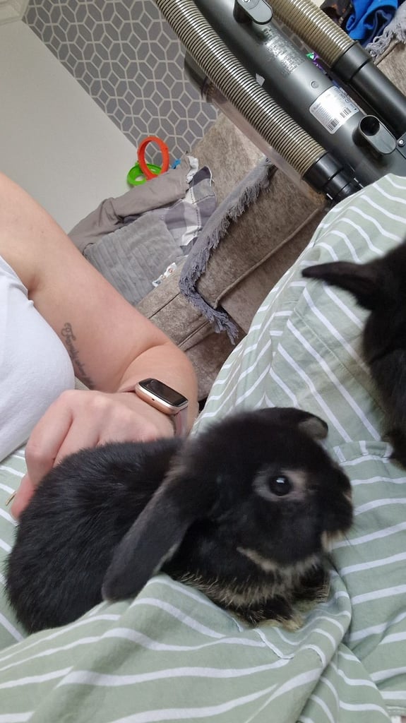 8 week old rabbits