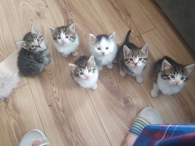 image for Fluffy kittens (1 female left)