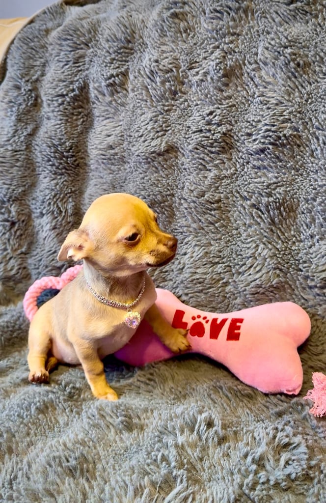 Beautiful chihuahua puppies 