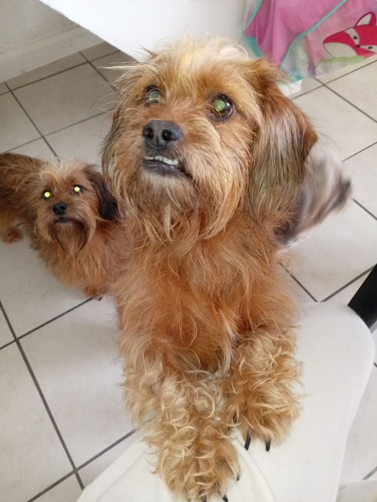 Bear is looking for a forever home.