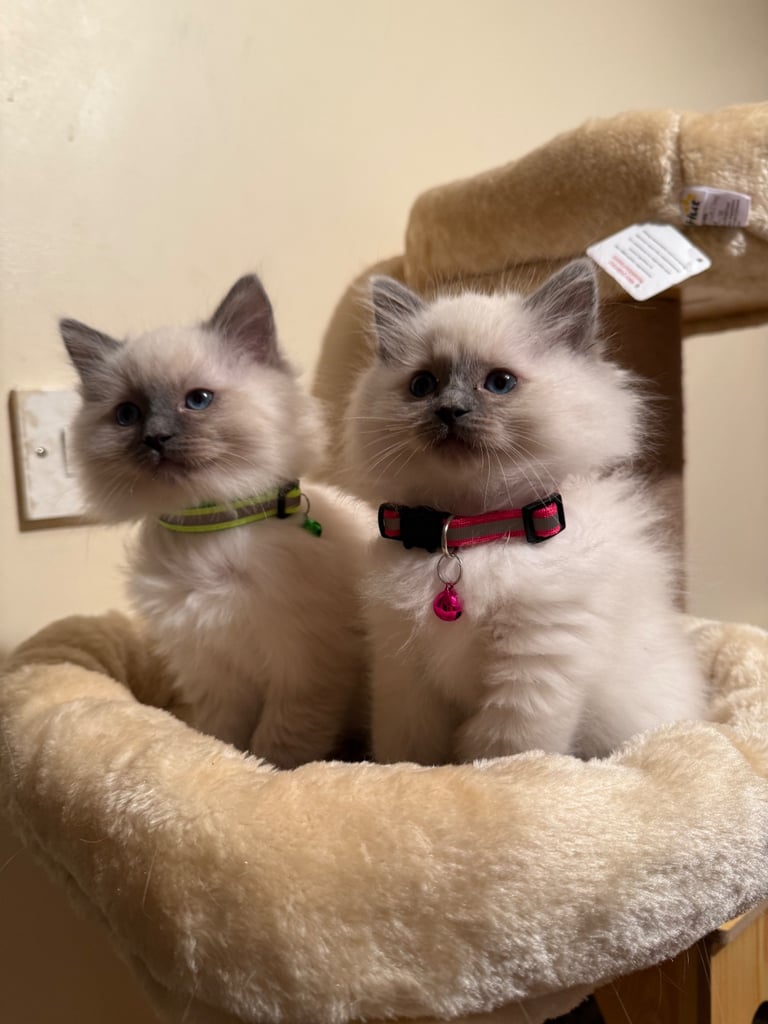 Gorgeous Ragdoll Kittens – 8 Weeks Old, Ready Soon 