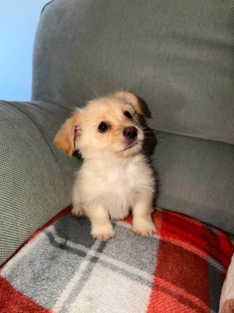 Shih tzu cross terrier