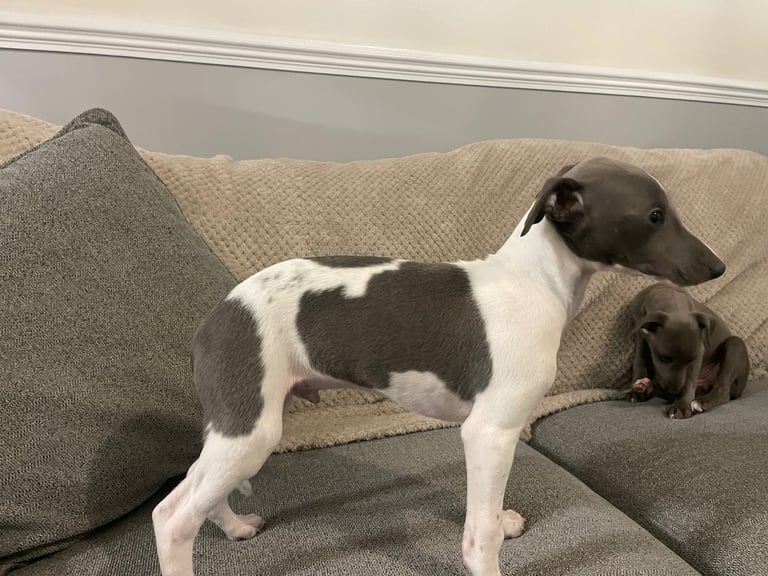 ⭐️⭐️ gorgeous whippet puppies⭐️⭐️
