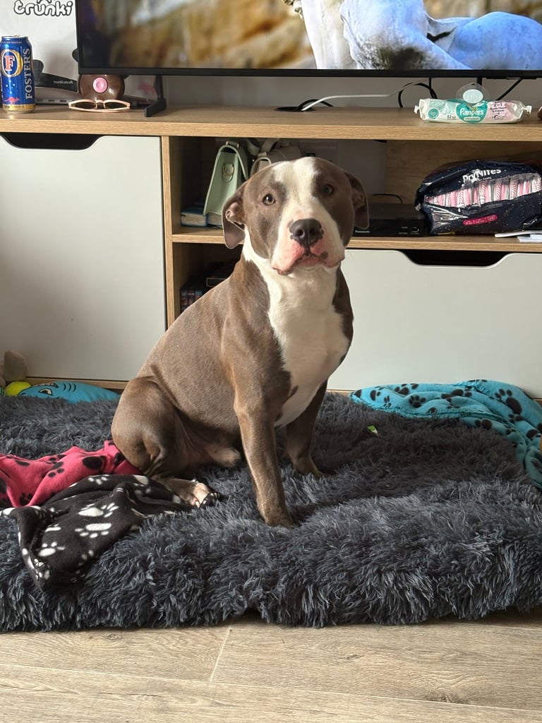 Frenchie x staffy boy Ready to go! 