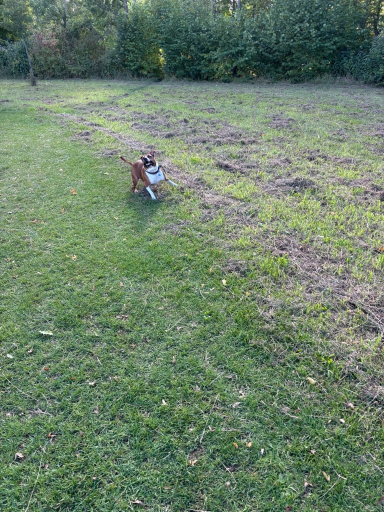 Beautiful Staffy cross