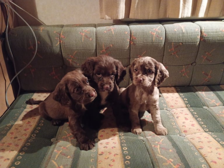 Cocker spaniel puppies