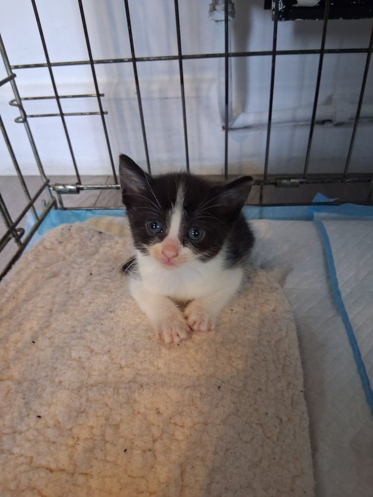 6 stunning kittens 