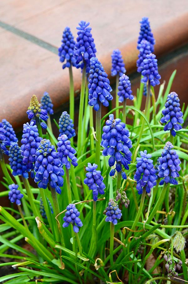 Large Muscari / Grape Hyacinth Pots - £2 each