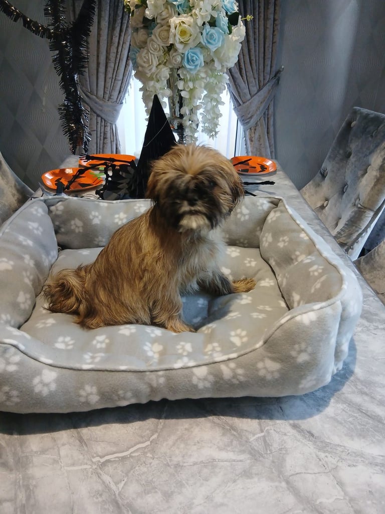 shih tzu puppy