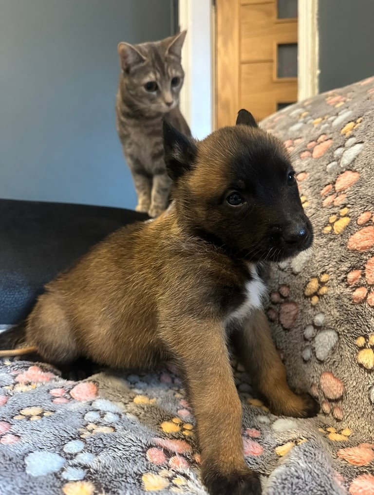 🚨 Exceptional Belgian Malinois Puppies! 🚨