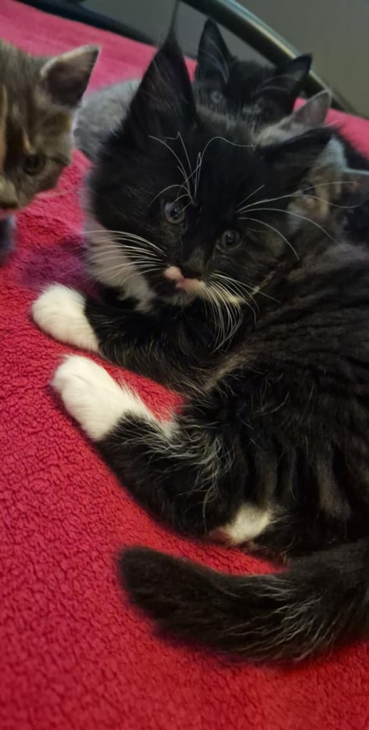 image for Cats