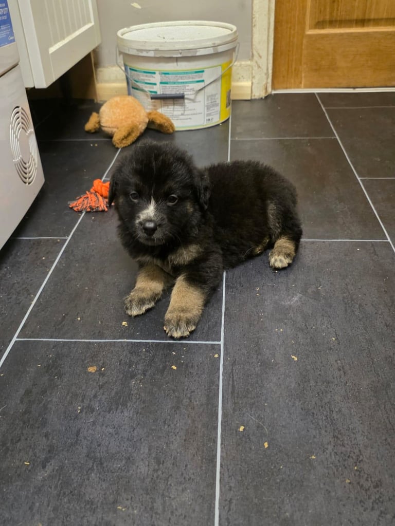St Bernese mountain dog  X puppies