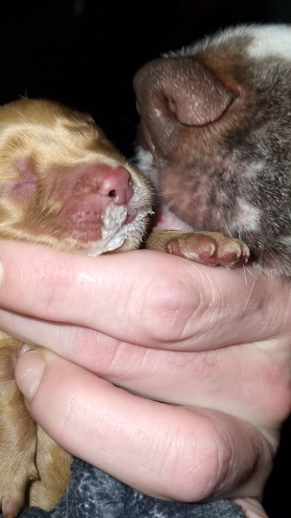 Cocker spaniel puppies 