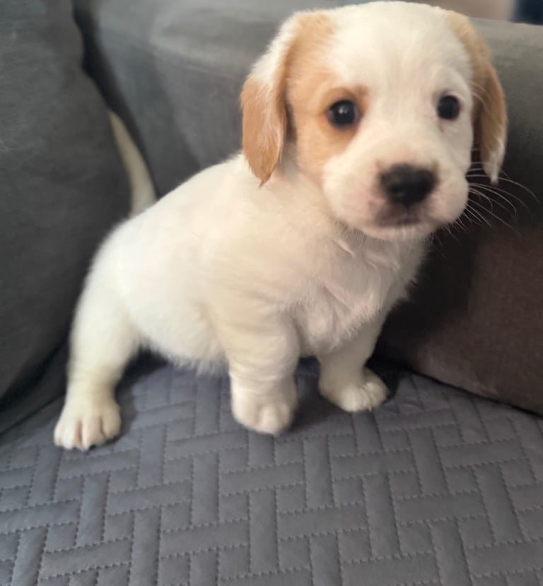 image for 7 cockalier puppies for sale 