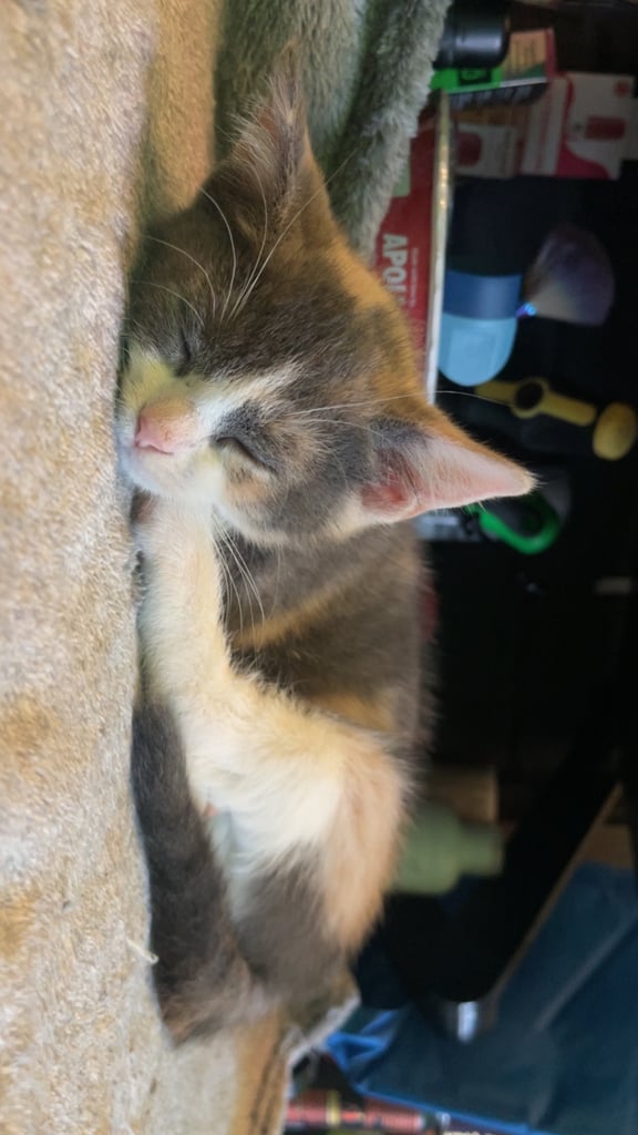 Dilute calico kitten, ready for her new home