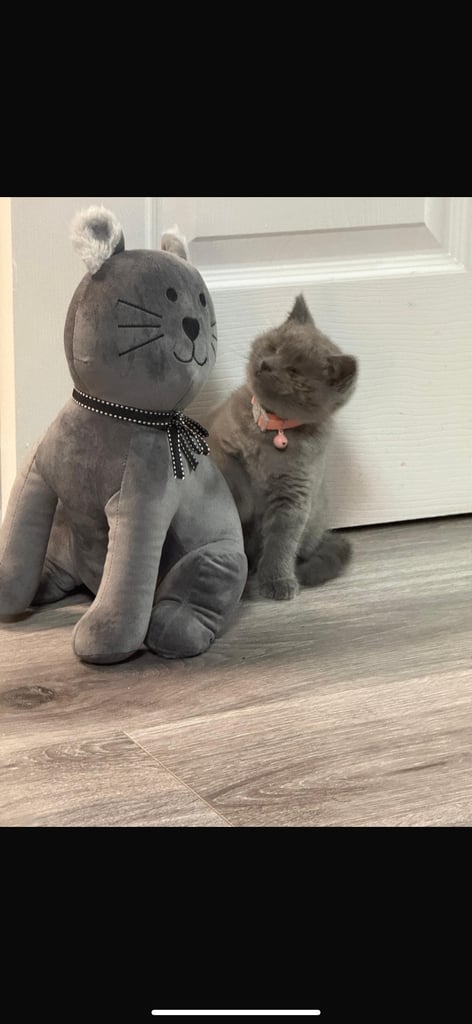 British short hair kittens