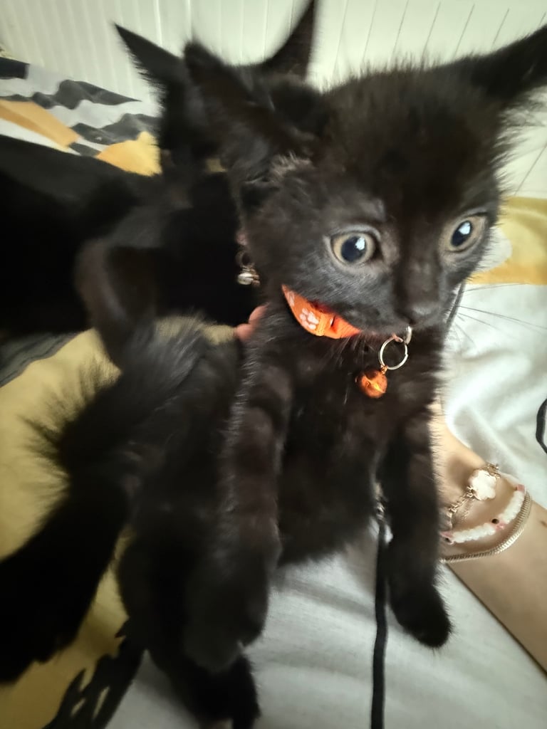 5 kittens for sale 4 girls 1 boy