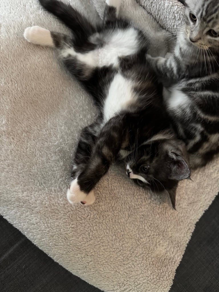 Maine Coon Mix Kittens - All Sold Now