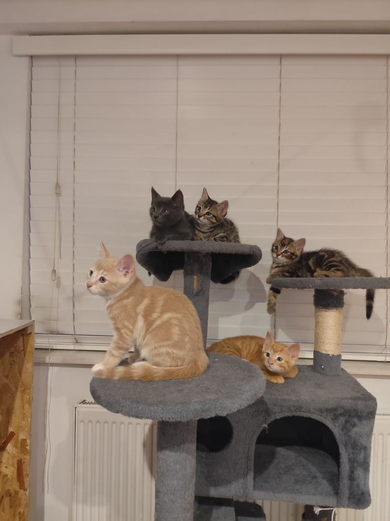 Lovely short hair kitten 