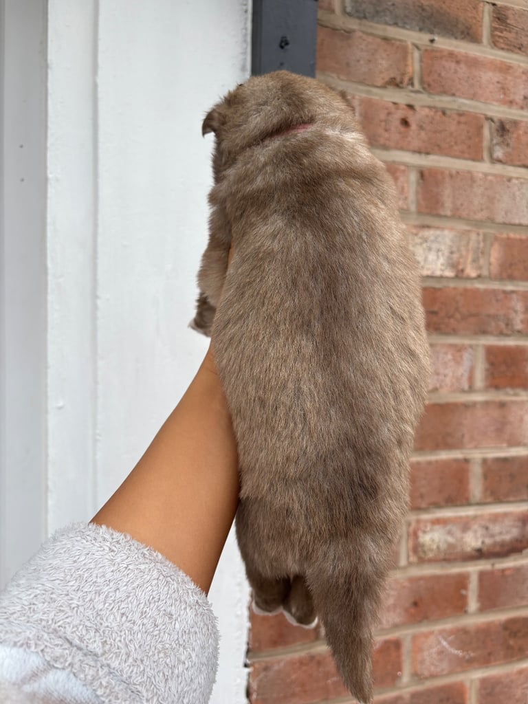 Pedigree Siberian Husky Puppies 3 GIRLS LEFT!!