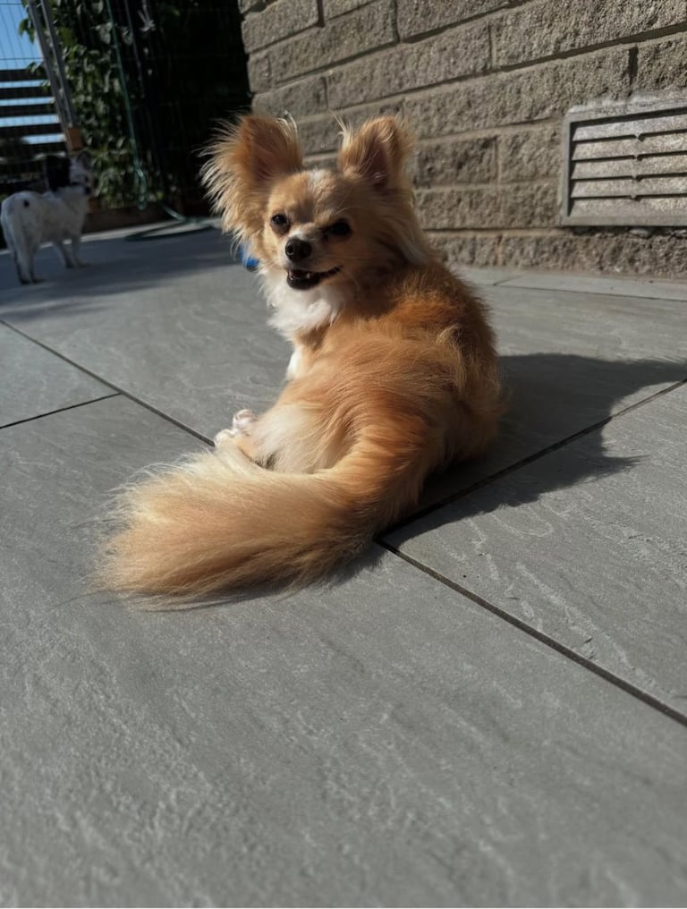 Chihuahua long hair 