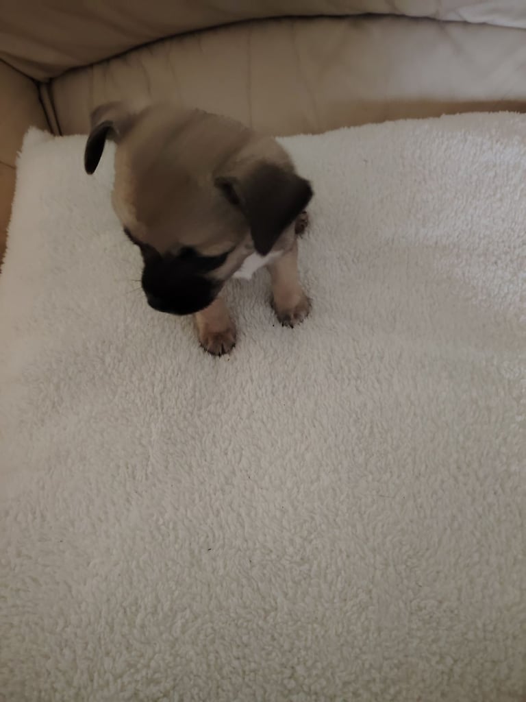 Chihuahua male