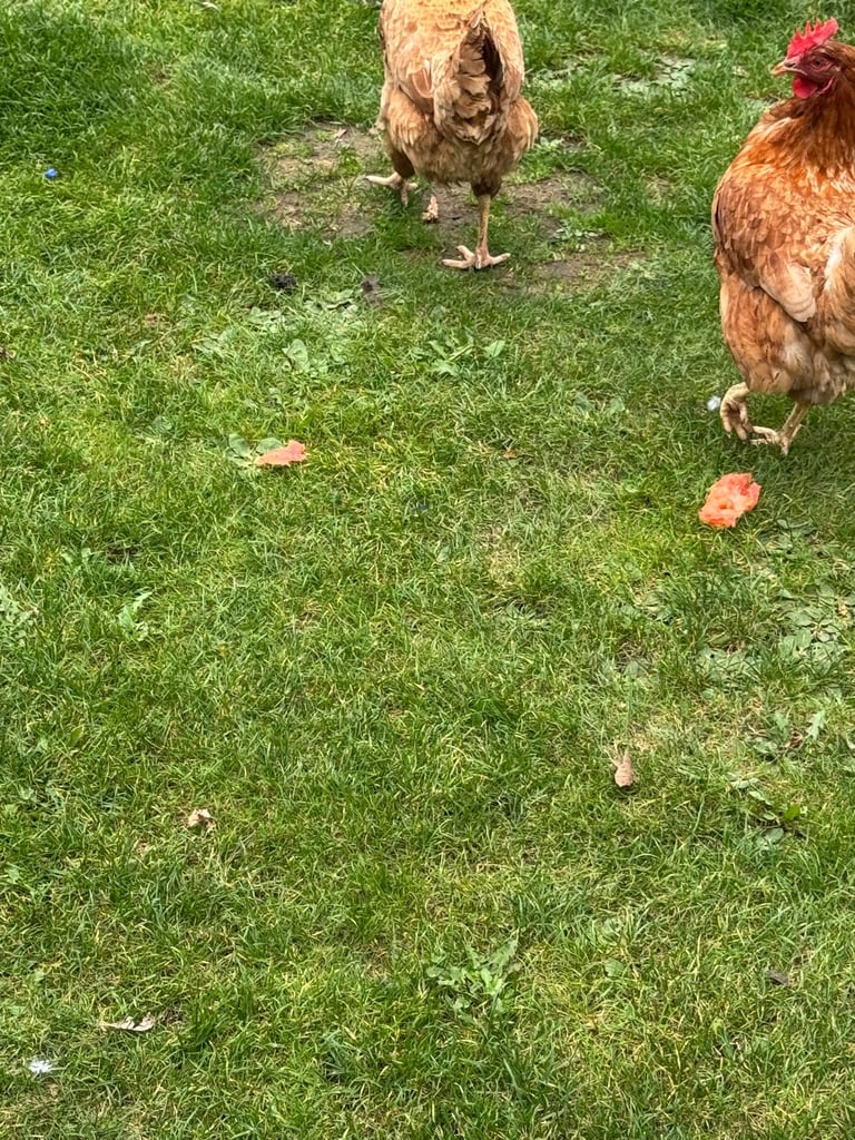 image for Two Lovely Egg-Laying Hens 