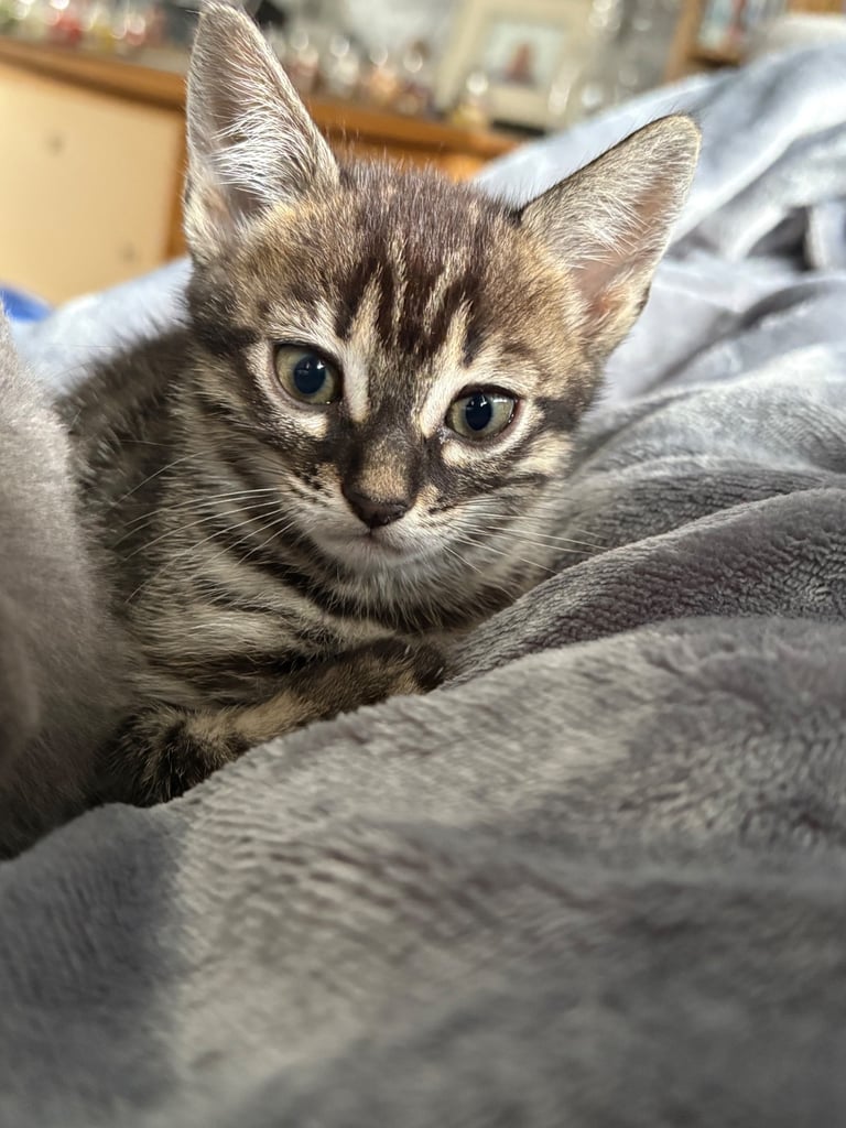 Russian Blue Bengals for Sale
