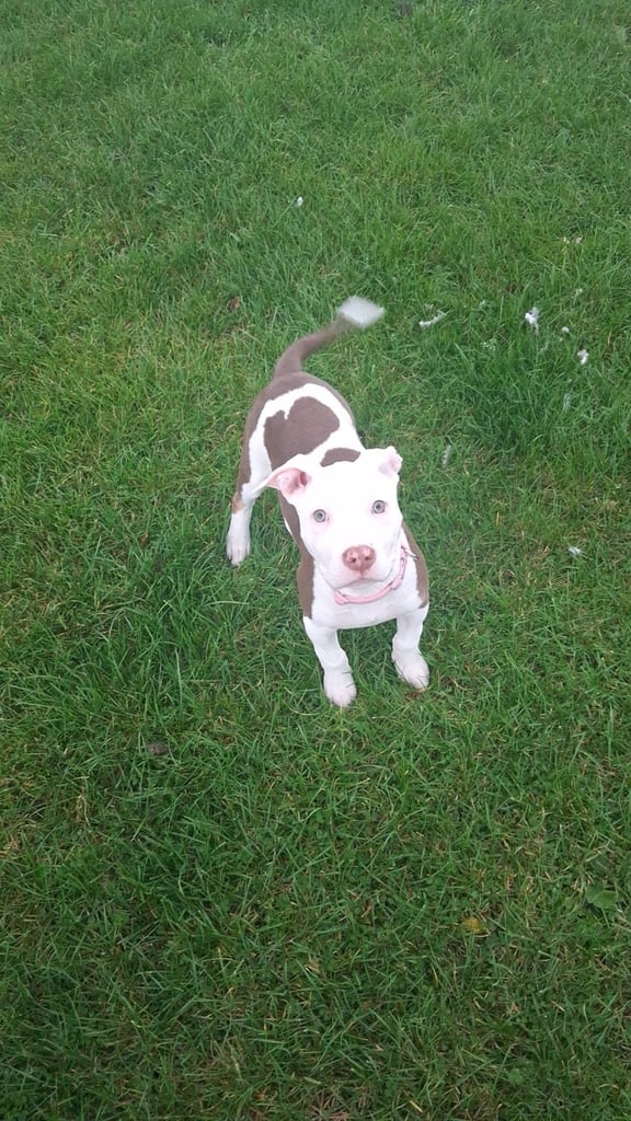 12 week old american bulldog