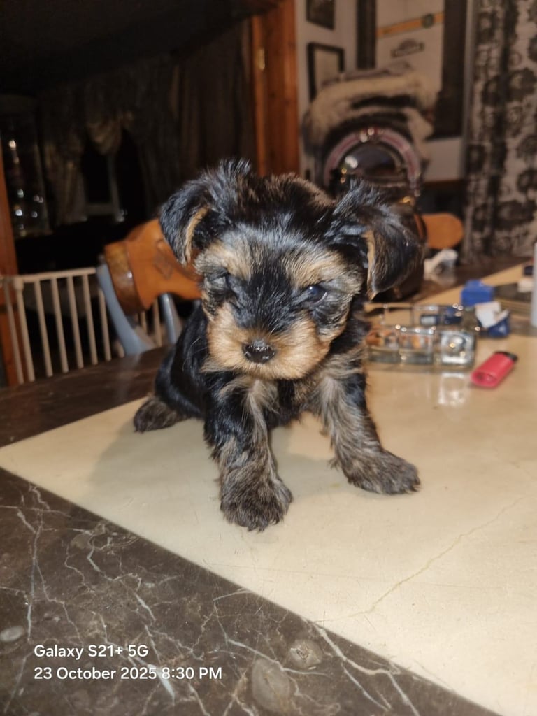 Yorkshire terrier pups 