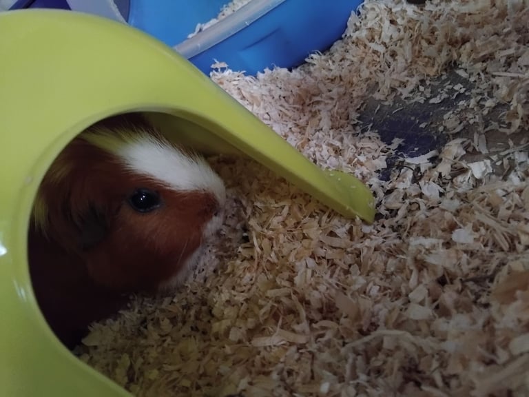 Male Guinea Pigs (Neutered) + Free Bag of Guinea Pig Bedding