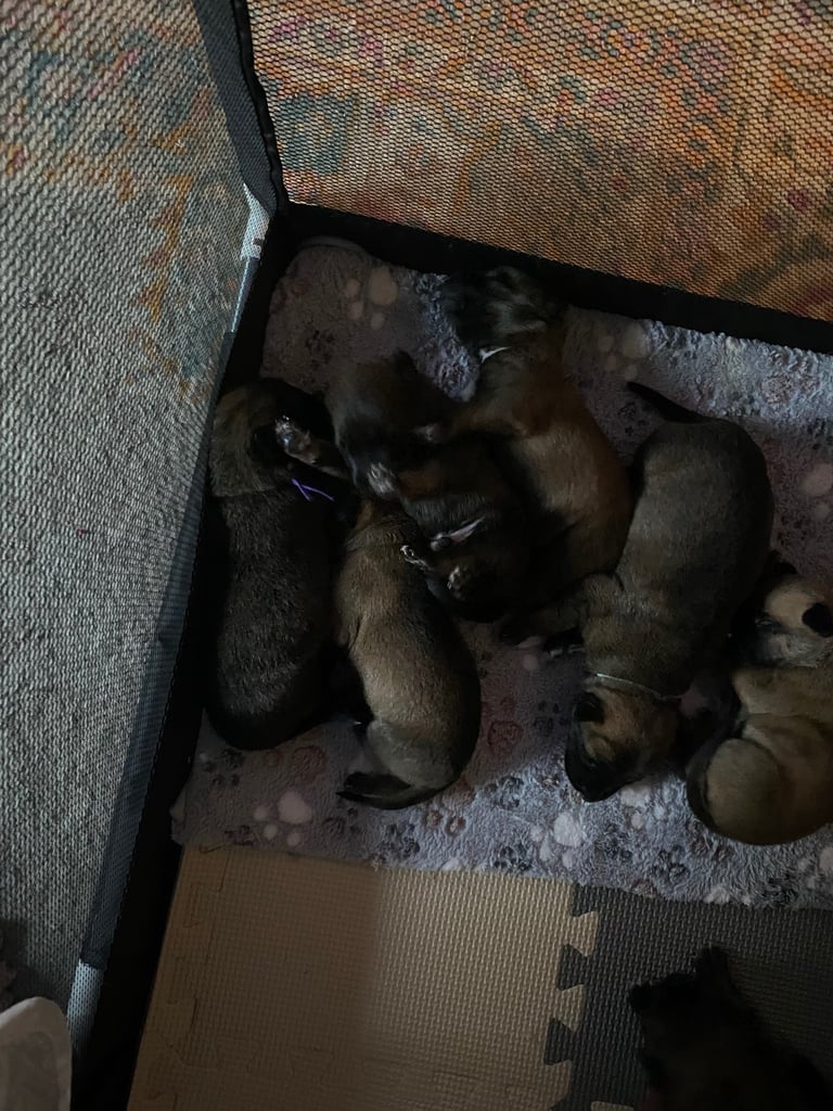 Belgium malinois x bull lurcher puppy’s 