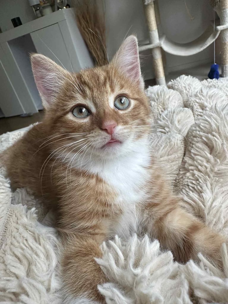 X2 male kittens looking for forever home 