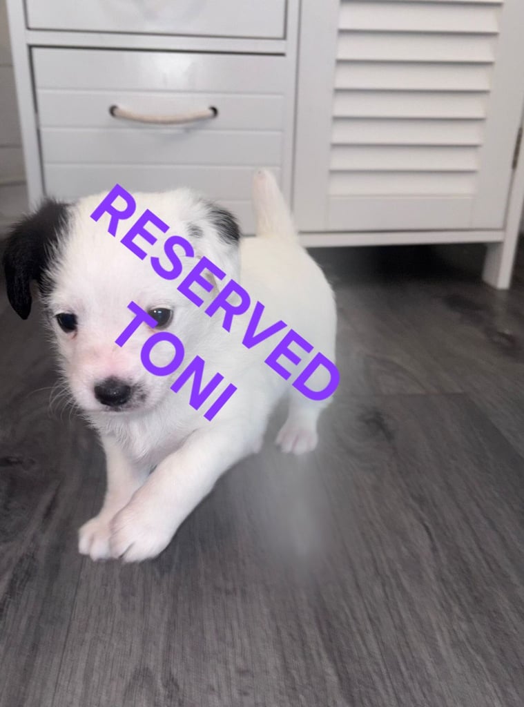 CHIHUAHUA X PUPPY