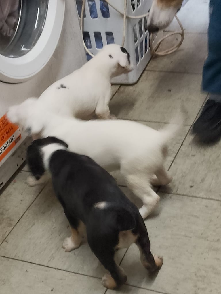 Lurcher pups 