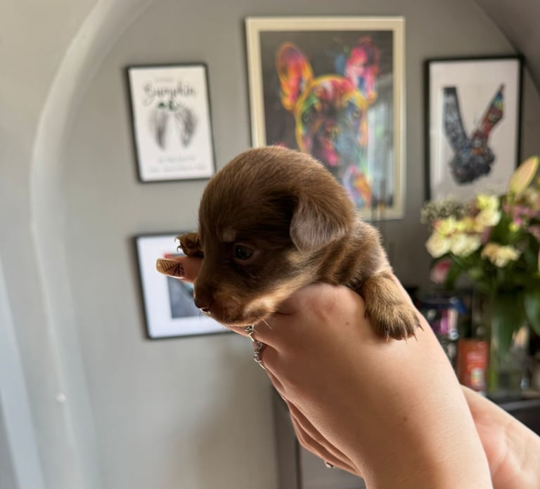 9 * 1 girl left *beautiful dachshund cross pom puppies 