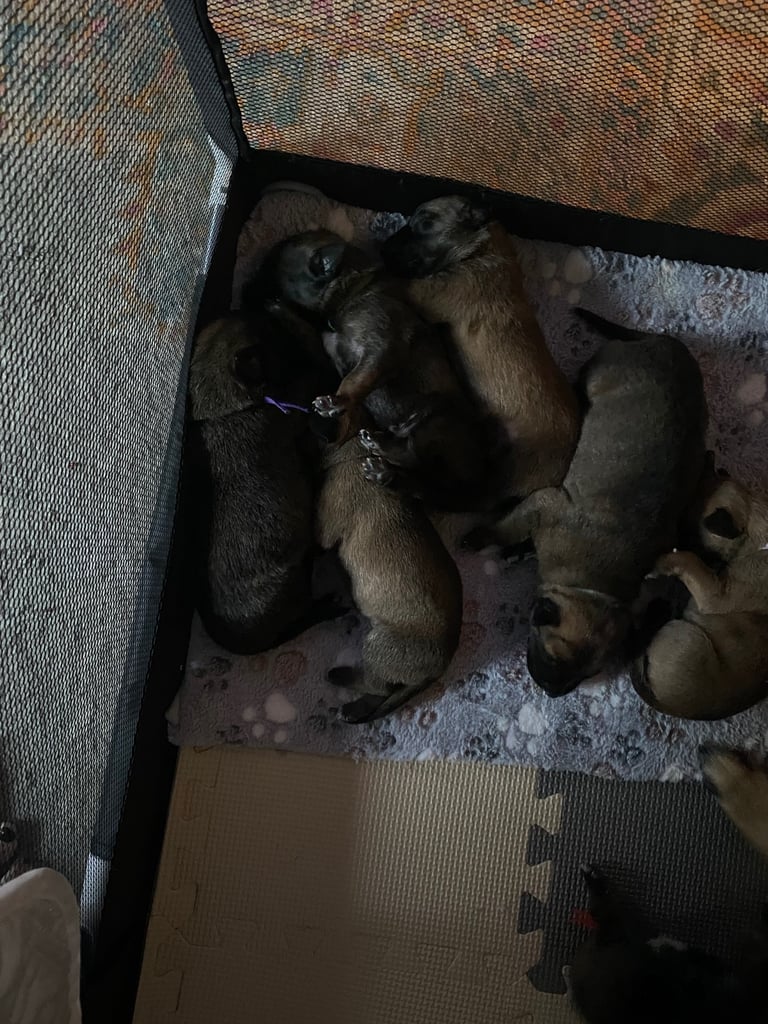 Belgium malinois x bull lurcher puppy’s 