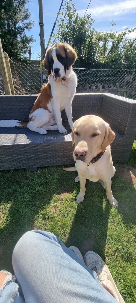 Male Saint Bernard (KC REGISTERED)