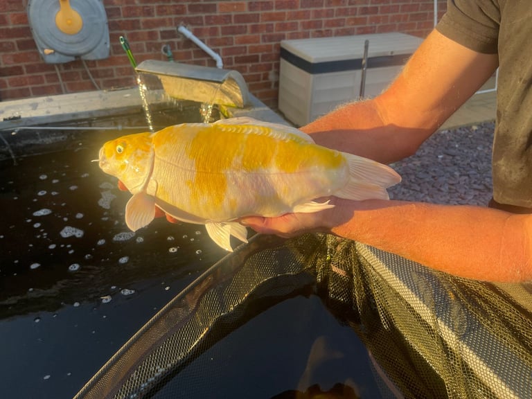 ALLNOW SOLD AND COLLECTED      6 x Large Koi Carp