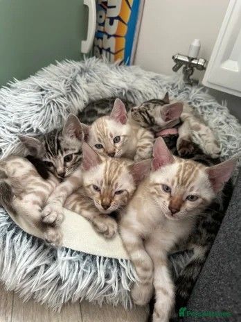 image for TICA reg Bengal Kittens - 2 male Snow Lynx