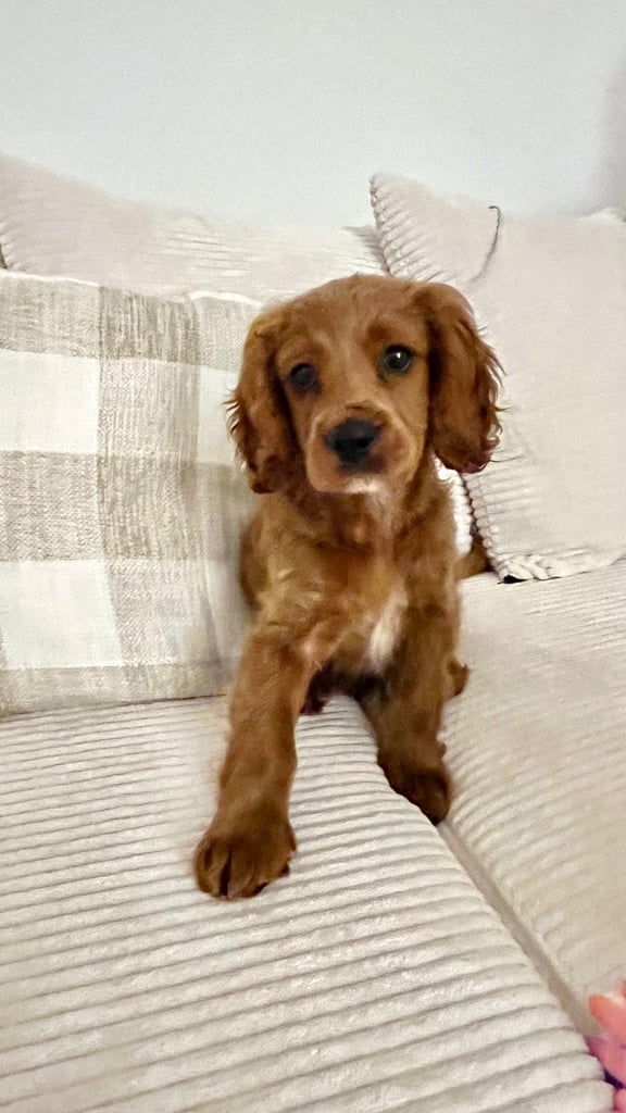 Rehome F1 Male Cockapoo Puppy.