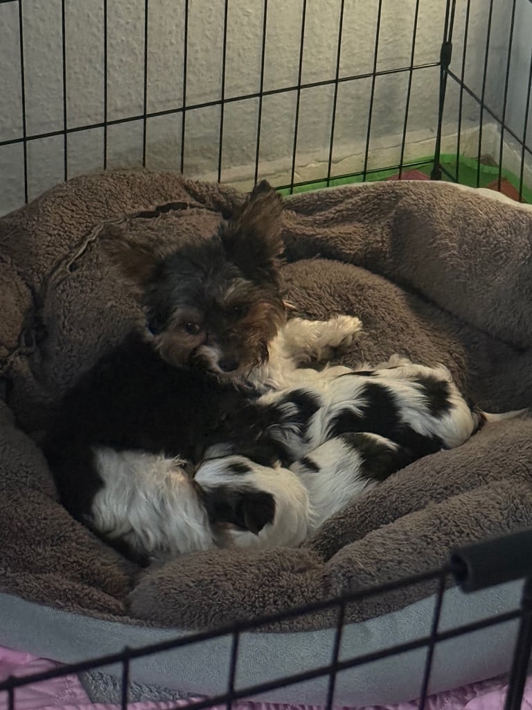 🐾Last Male Puppy Availavle- Meet Max!🐾