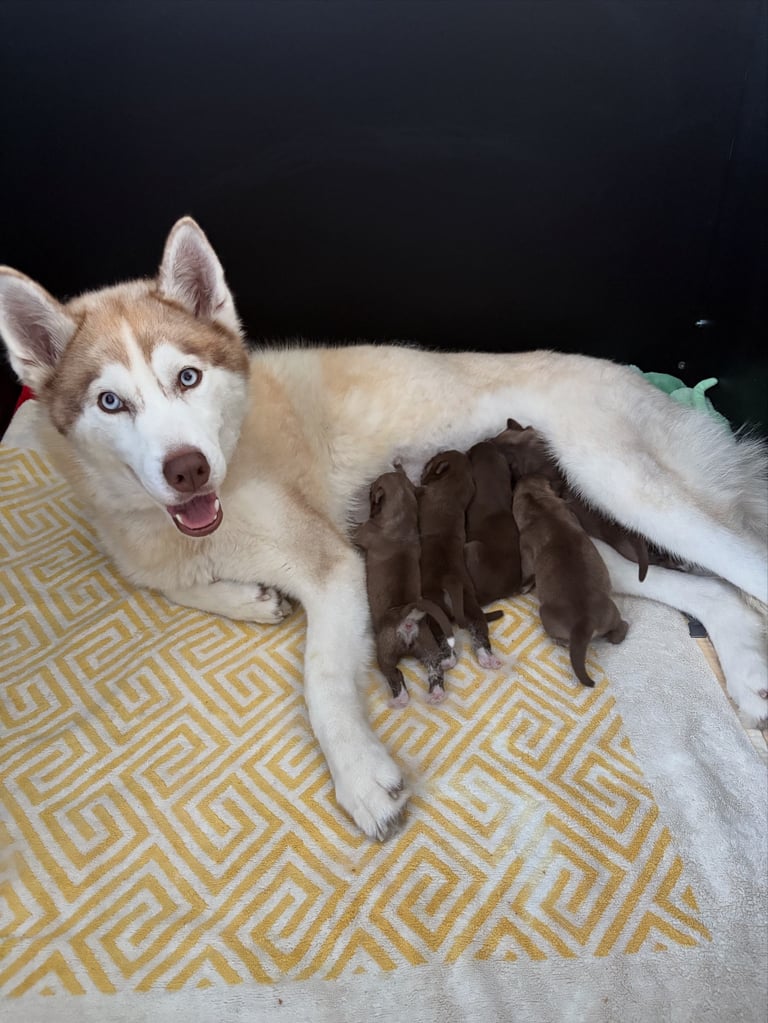 Pedigree Siberian Husky Puppies For Sale