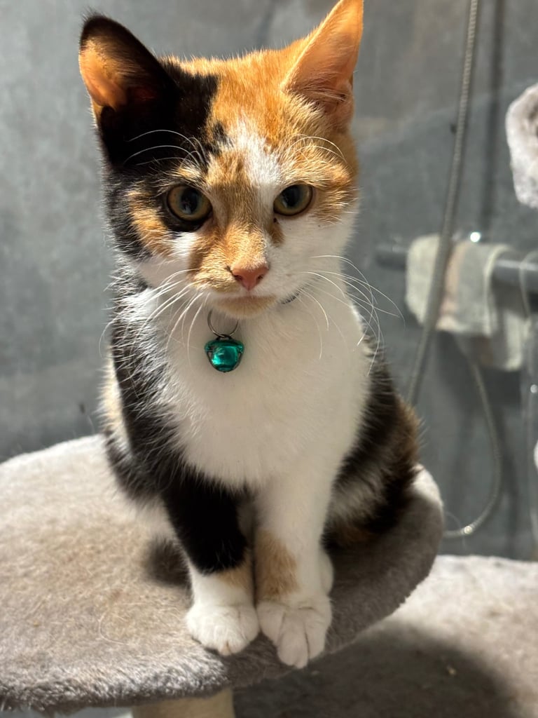 Cats for sale 