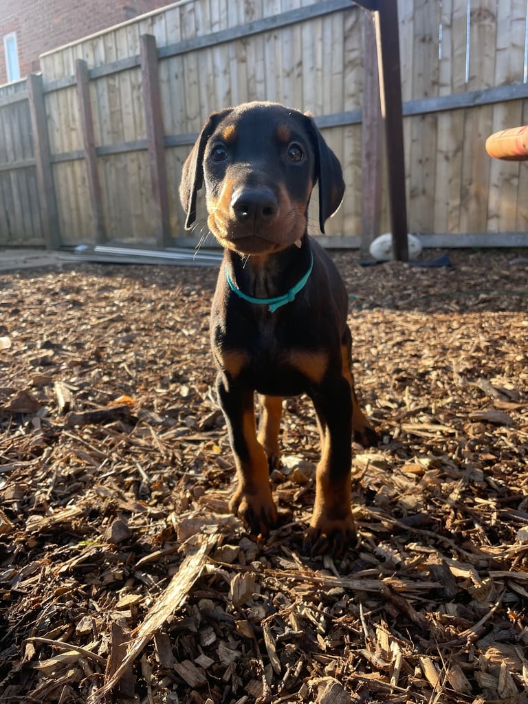 Doberman puppies 
